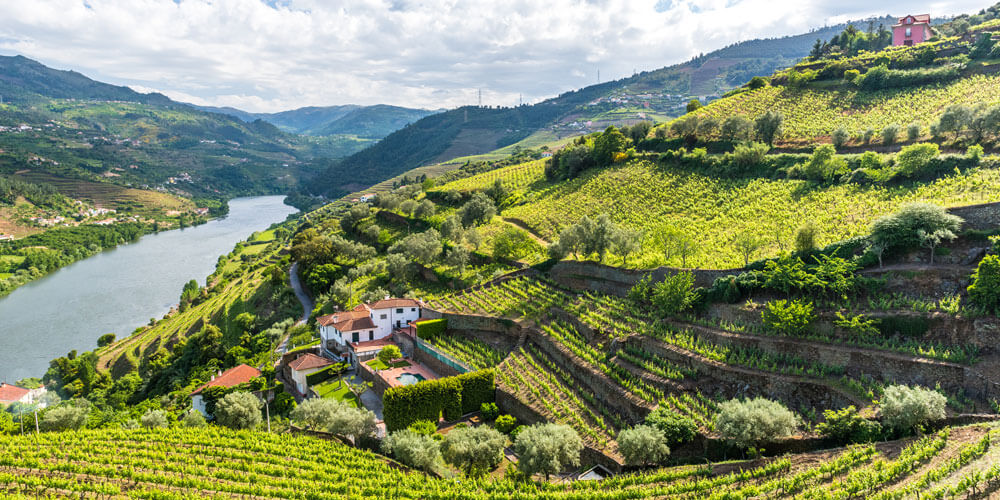 Portugiesische Berglandschaft mit saftig grünen Weinbergen in Terrassen angelegt mit Blick auf den Fluß Douro