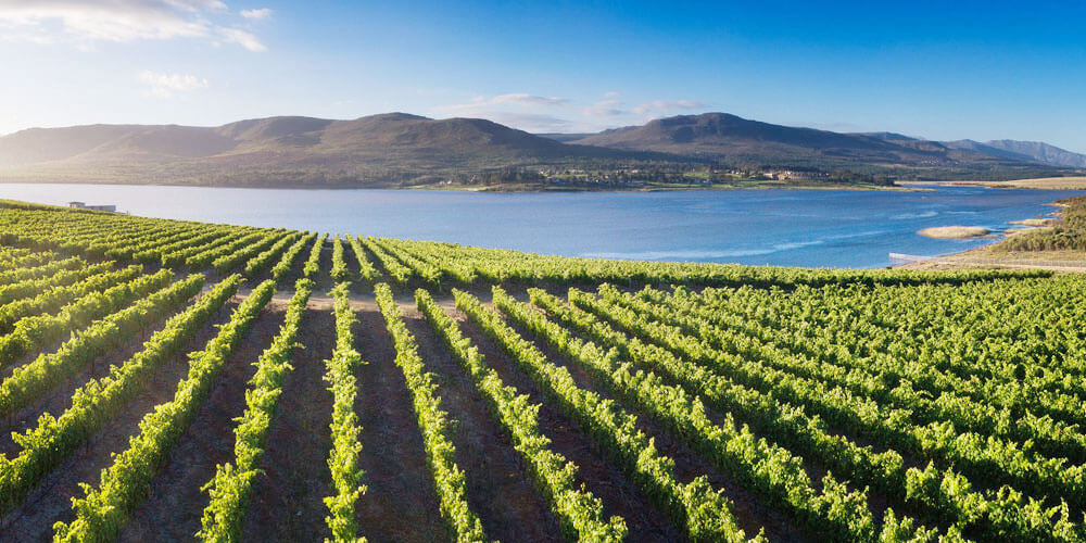 Landschaft mit Weinanpflanzung in der Weinanbauregion Walker Bay in Südafrika