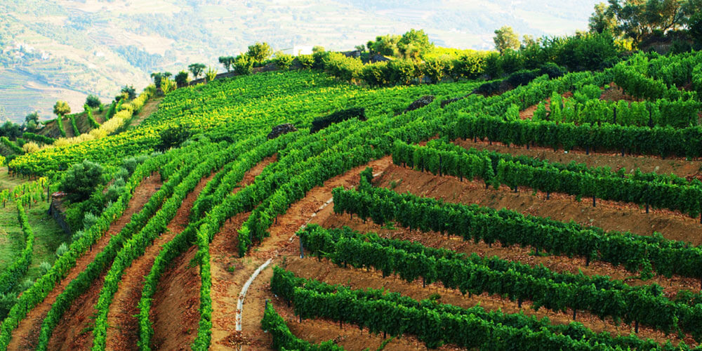 Portugiesische Landschaft mit Weinanbau auf steilen Terrassen am Weinberg