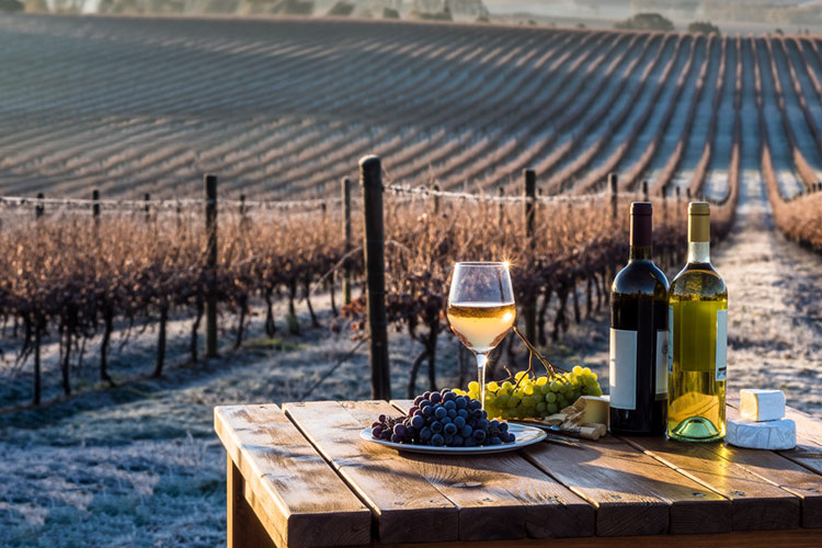 Wines to match the four seasons