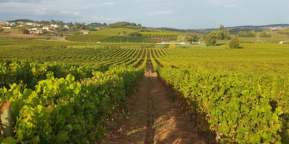 Landschaft in der Weinanbauregion Lisboa in Portugal