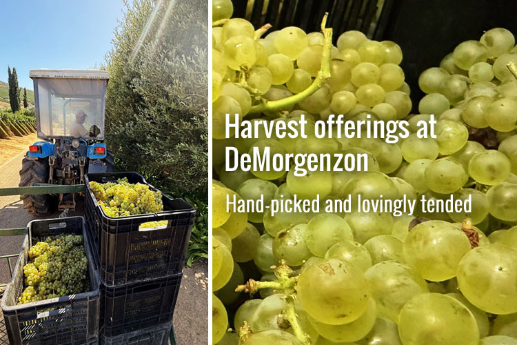 Newsletter offers of the week