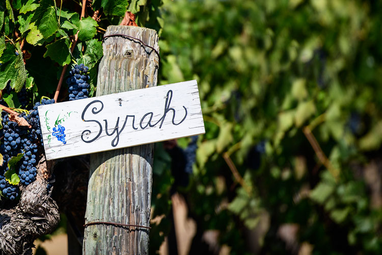 Syrah Wines - Only on offer this week