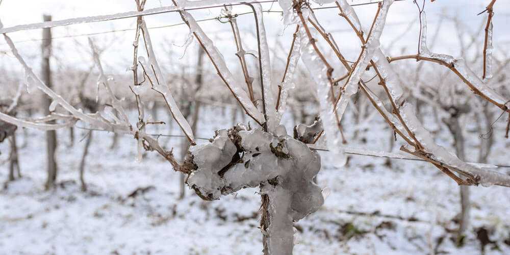Blick auf einen mit Schnee und Eis überzogenen Rebstock im Weinberg