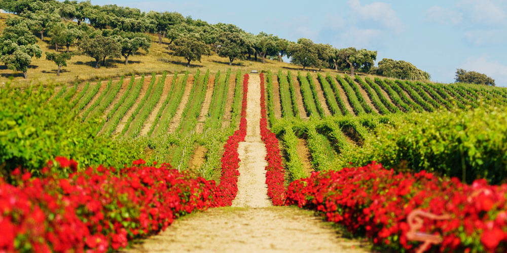 Reynolds Wine Growers