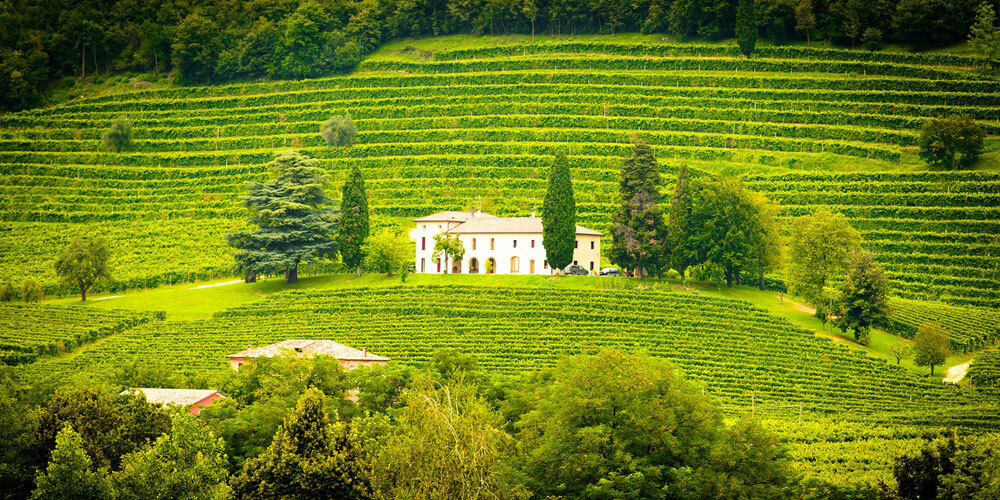 Italienische Landschaft mit saftig grünen Weinbergen und einem mediterranen Gutshaus, das von Pinien umstanden ist