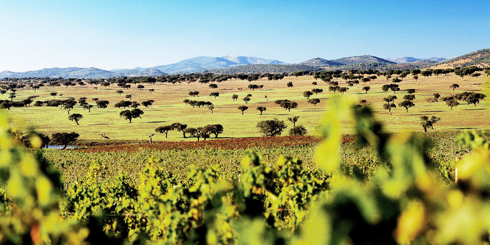Landschaft in der Weinanbauregion Alentejo in Portugal
