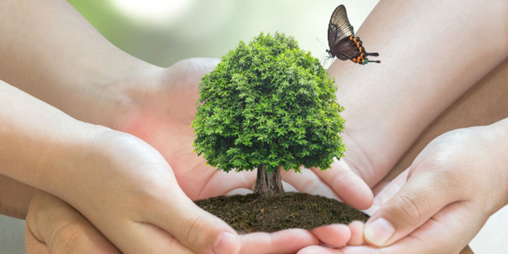 Viele Hände halten einen grünen Baum als Symbol für den Schutz der Natur