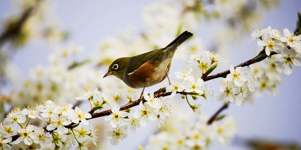 Ast mit Frühlingsblüten auf dem ein kleiner Vogel sitzt