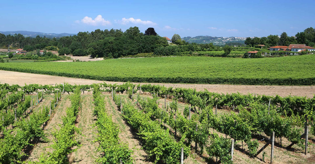 Terras de Felgueiras - Caves Felgueiras, C.R.L.
